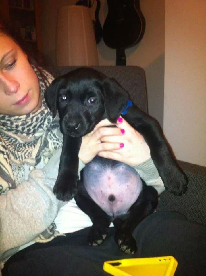 Labrador retriever Captain Morgan Freeman billede 22