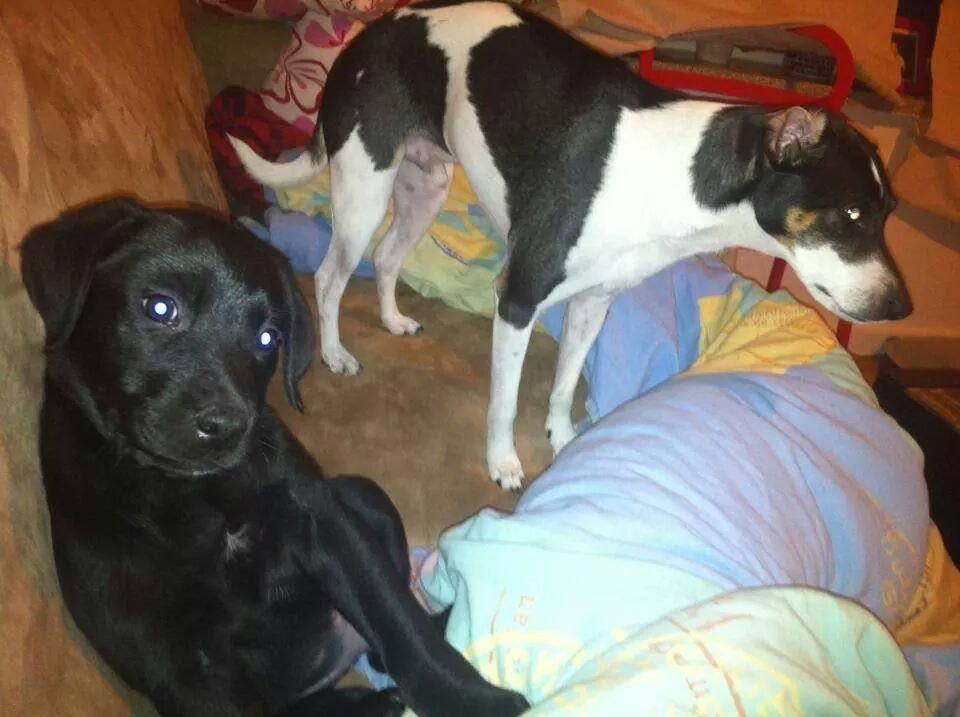 Labrador retriever Captain Morgan Freeman billede 23