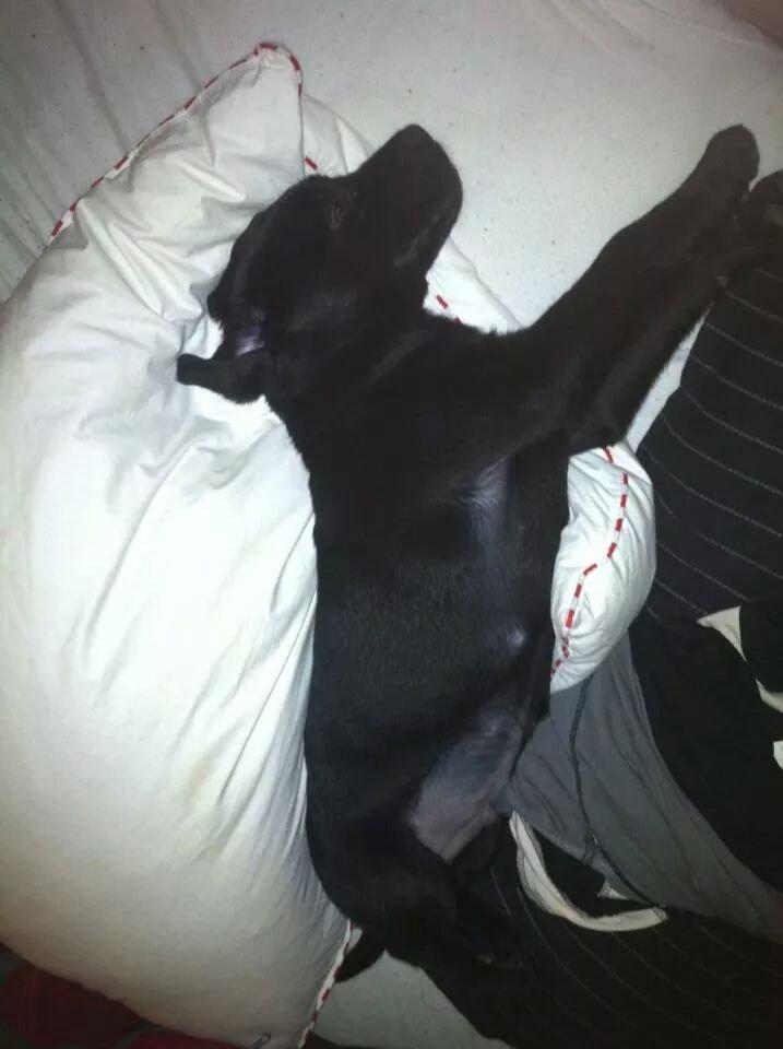 Labrador retriever Captain Morgan Freeman billede 24