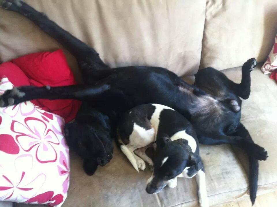 Labrador retriever Captain Morgan Freeman billede 25