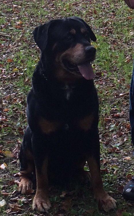 Rottweiler Buzz - Charmetrolden <3 R.I.P himmelhund) billede 36