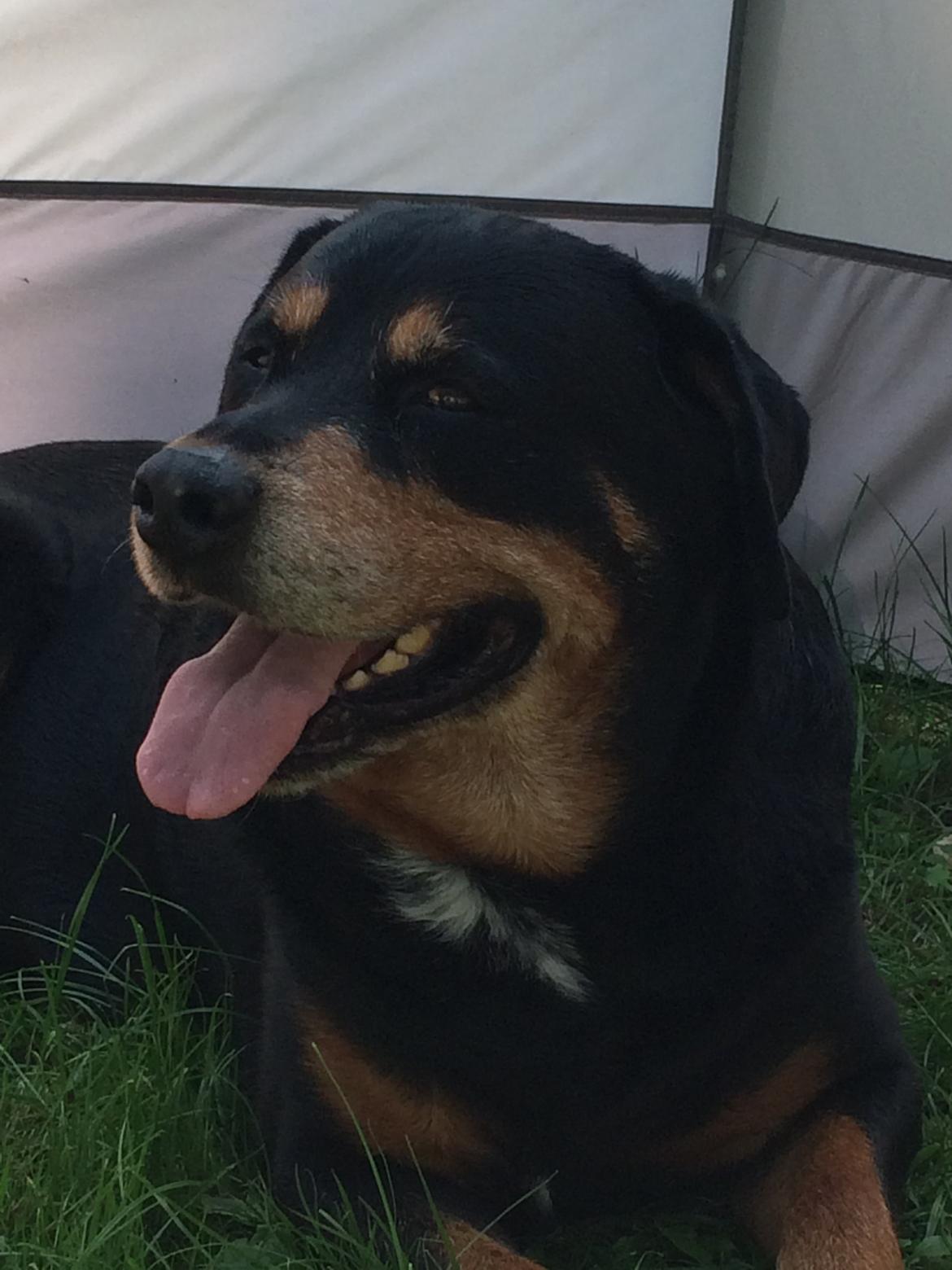 Rottweiler Buzz - Charmetrolden <3 R.I.P himmelhund) billede 37