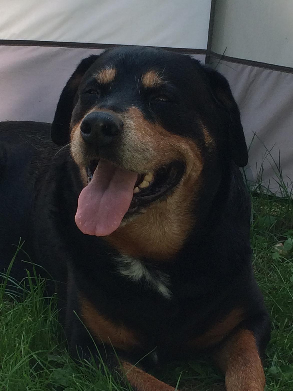 Rottweiler Buzz - Charmetrolden <3 R.I.P himmelhund) billede 38