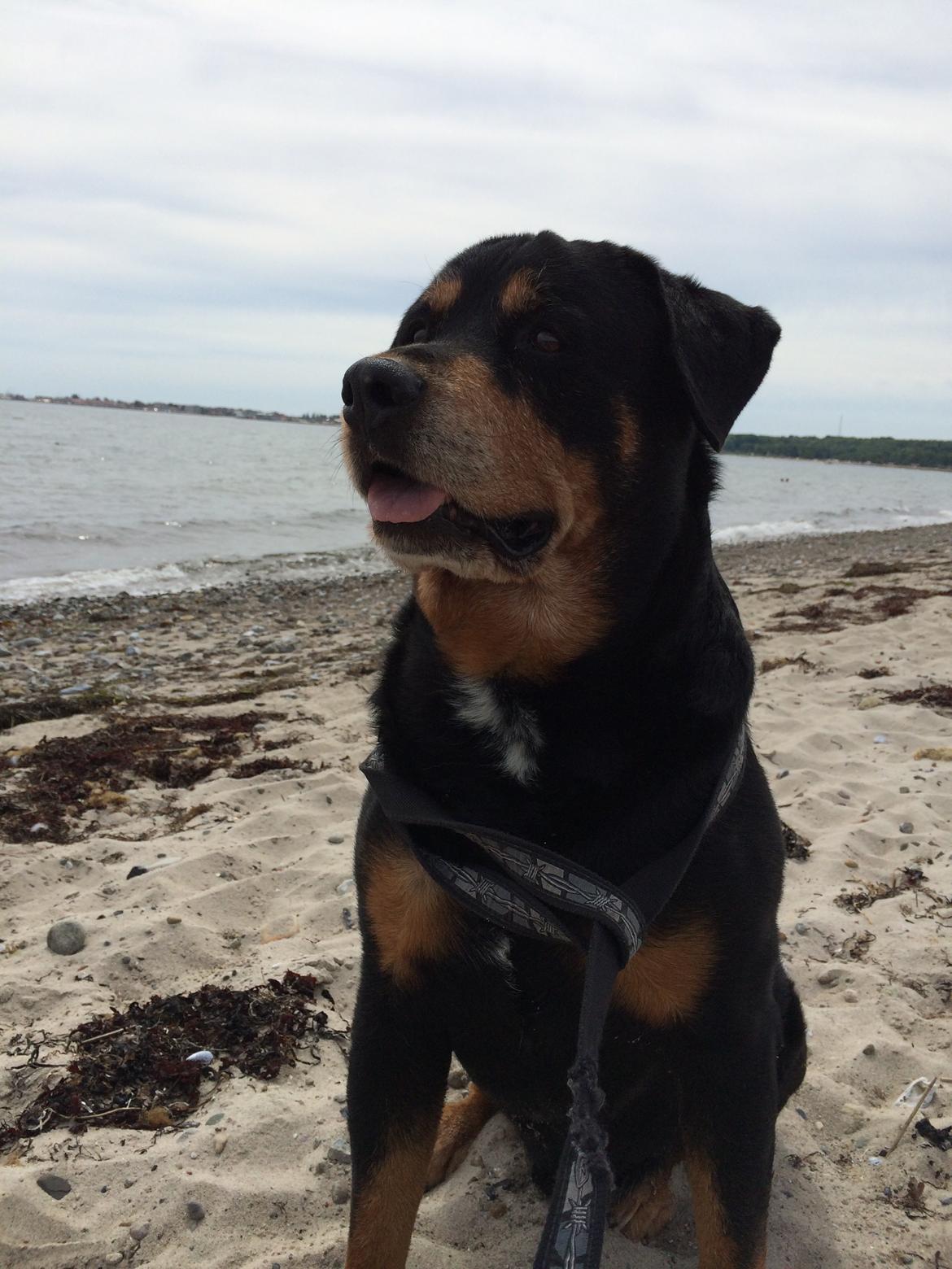 Rottweiler Buzz - Charmetrolden <3 R.I.P himmelhund) billede 39