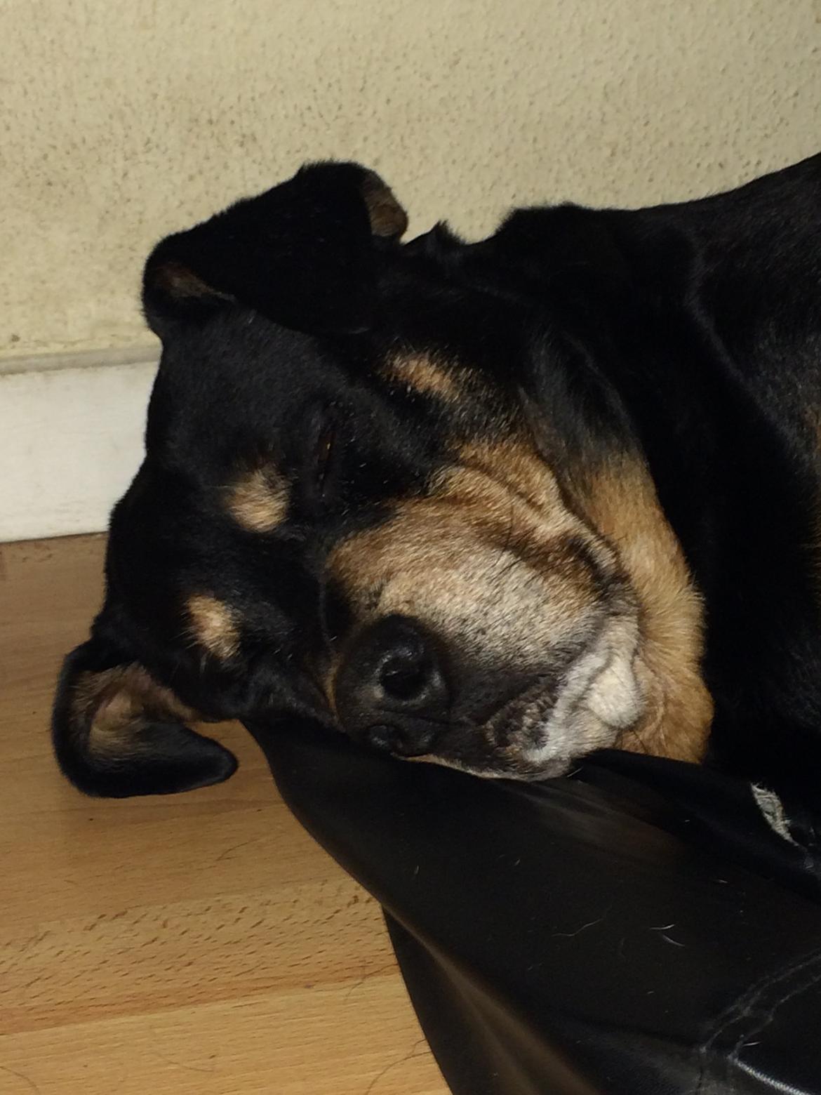 Rottweiler Buzz - Charmetrolden <3 R.I.P himmelhund) billede 40