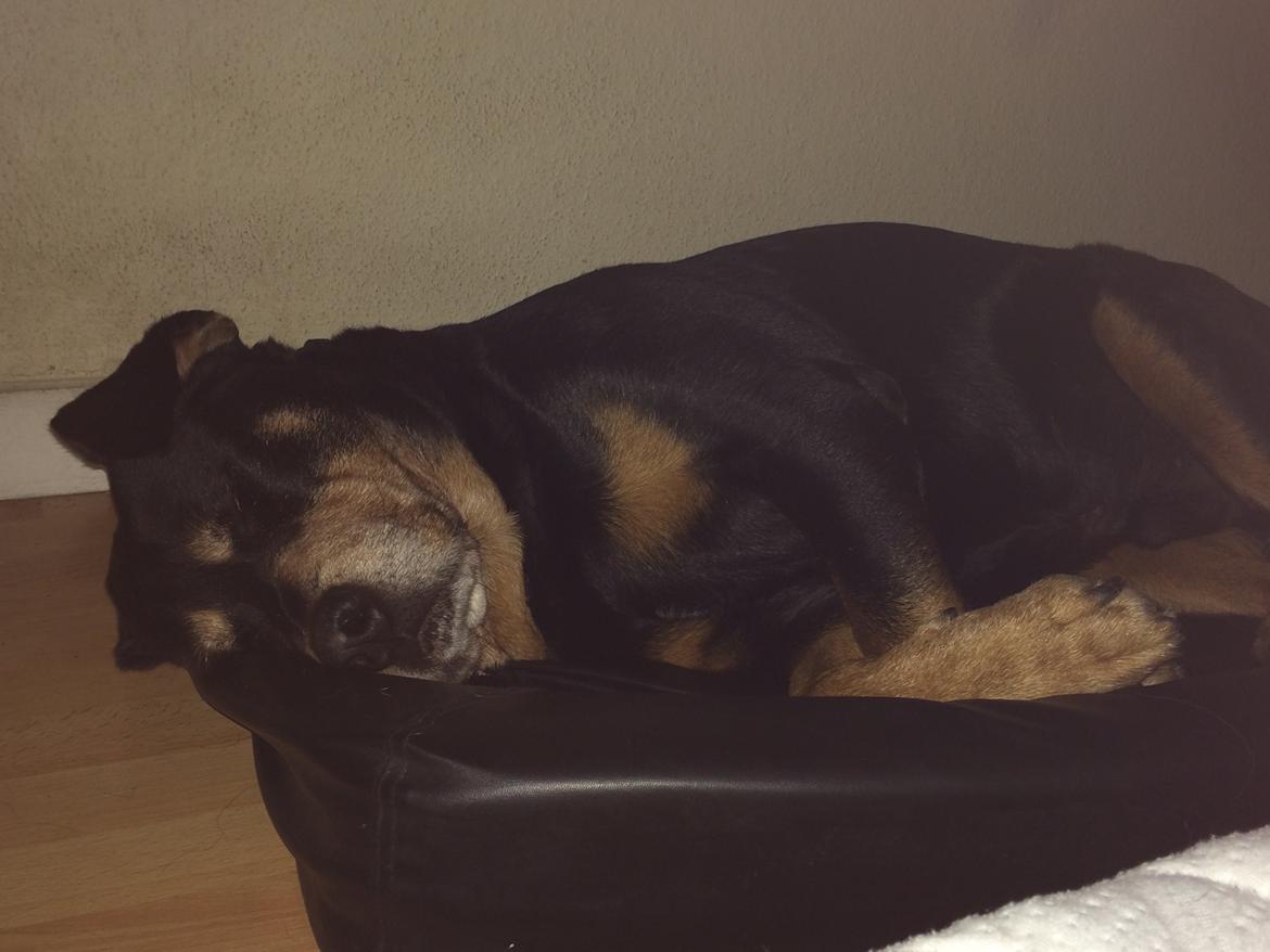 Rottweiler Buzz - Charmetrolden <3 R.I.P himmelhund) billede 41