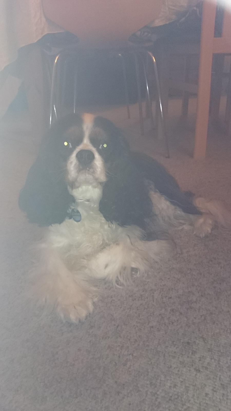 Cavalier king charles spaniel Laban billede 11