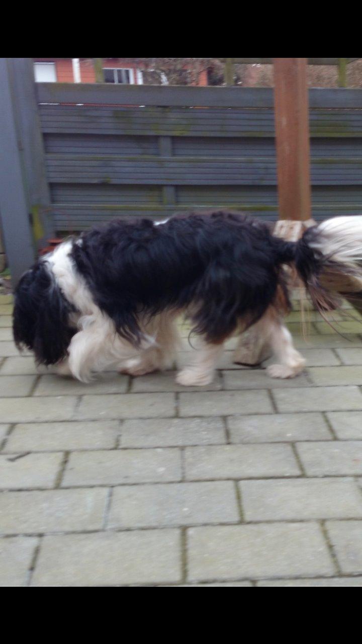 Cavalier king charles spaniel Laban billede 12