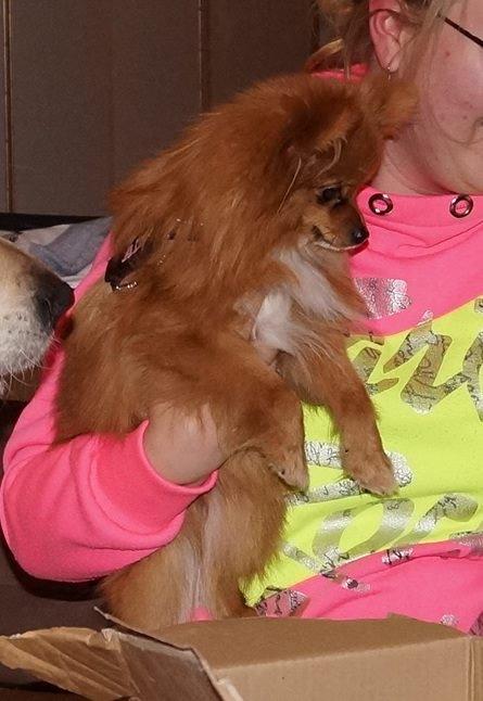 Pomeranian Ane's Alma billede 34