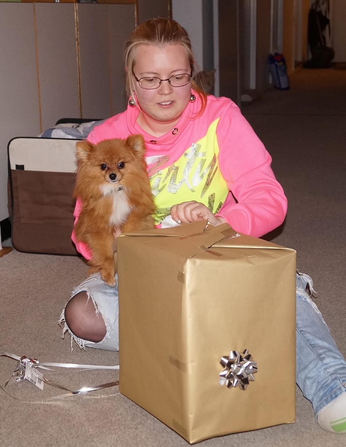 Pomeranian Ane's Alma billede 35
