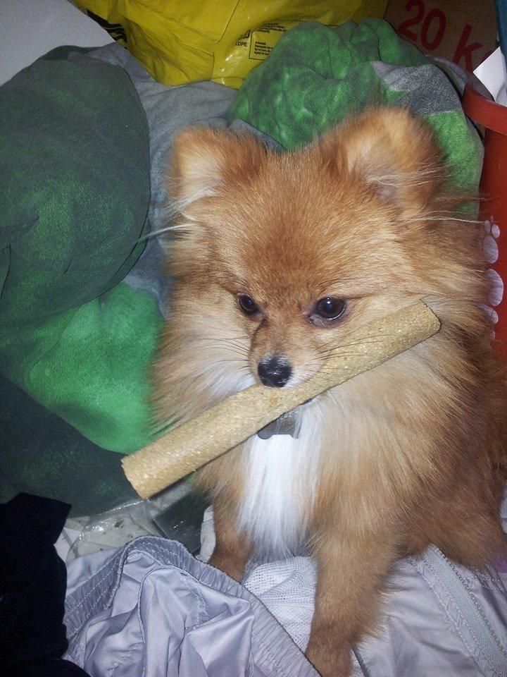 Pomeranian Ane's Alma billede 36