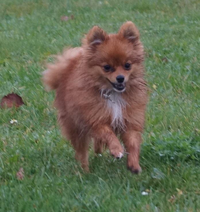 Pomeranian Ane's Alma billede 37