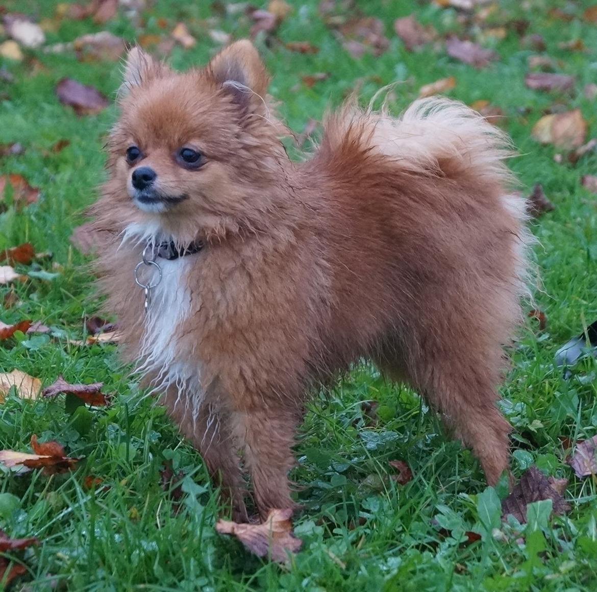 Pomeranian Ane's Alma billede 38