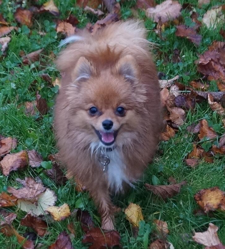 Pomeranian Ane's Alma billede 39