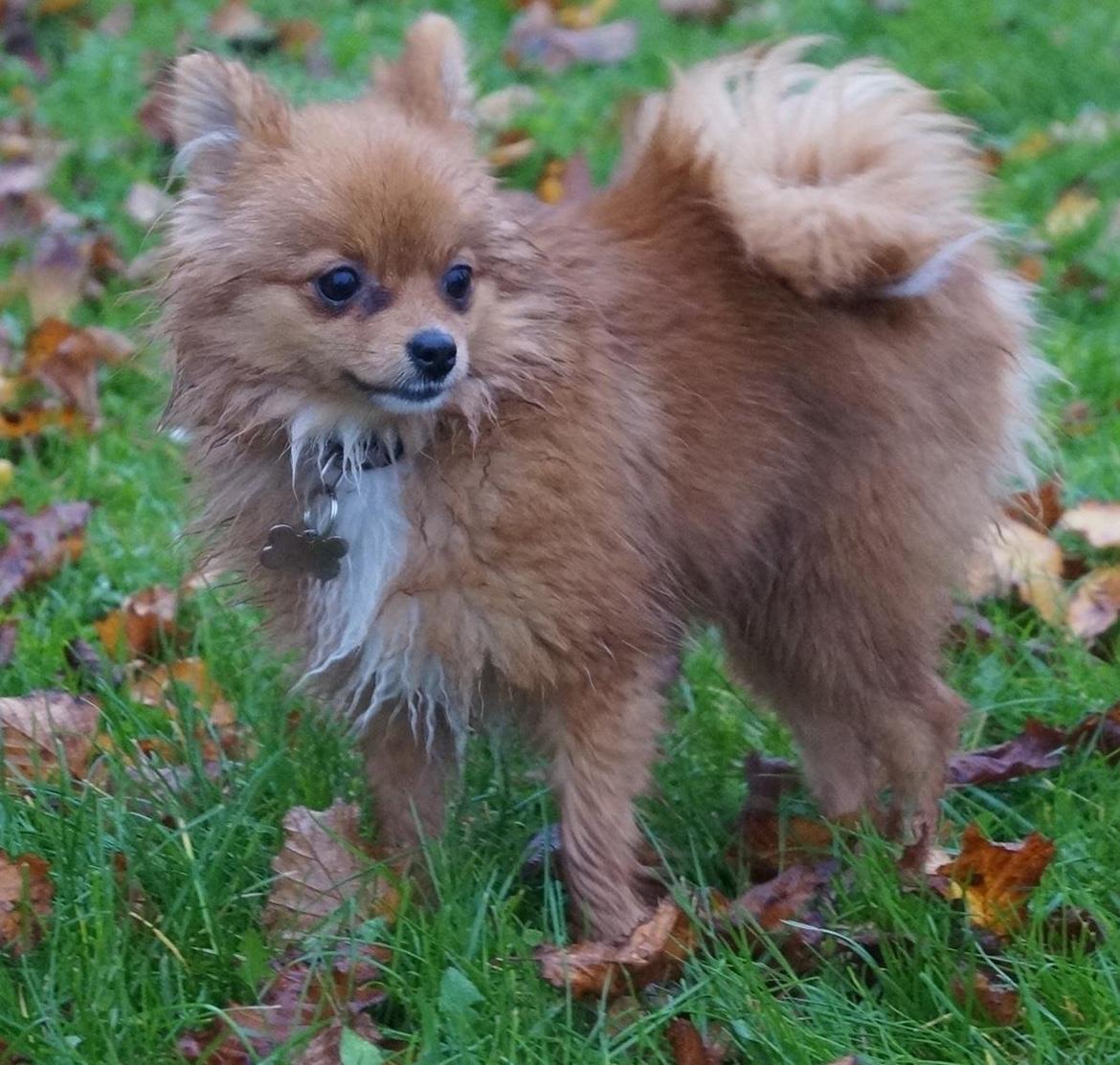 Pomeranian Ane's Alma billede 40