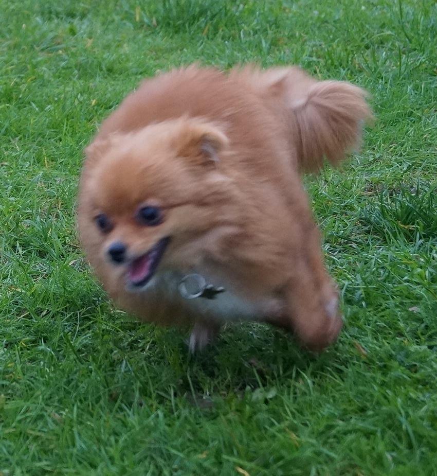Pomeranian Ane's Alma billede 41