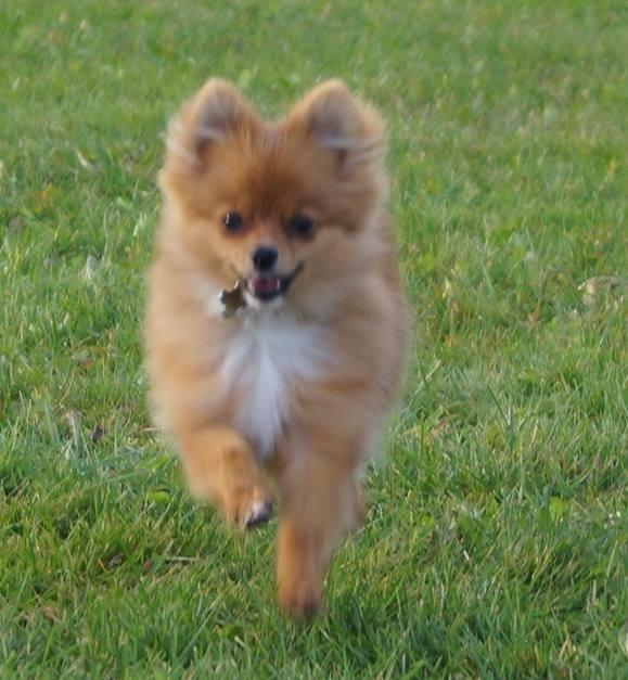 Pomeranian Ane's Alma billede 42