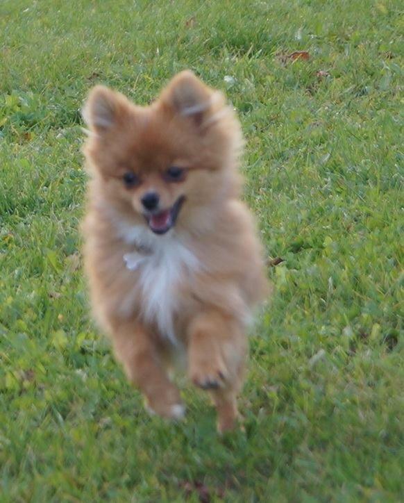 Pomeranian Ane's Alma billede 43