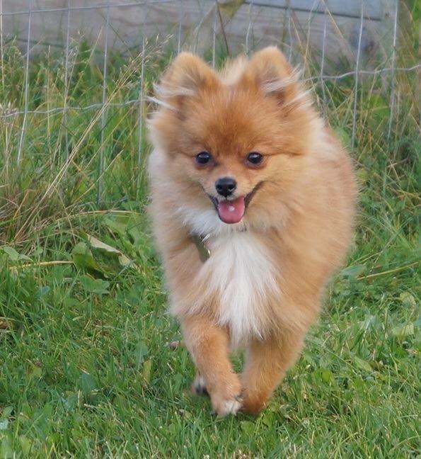 Pomeranian Ane's Alma billede 44
