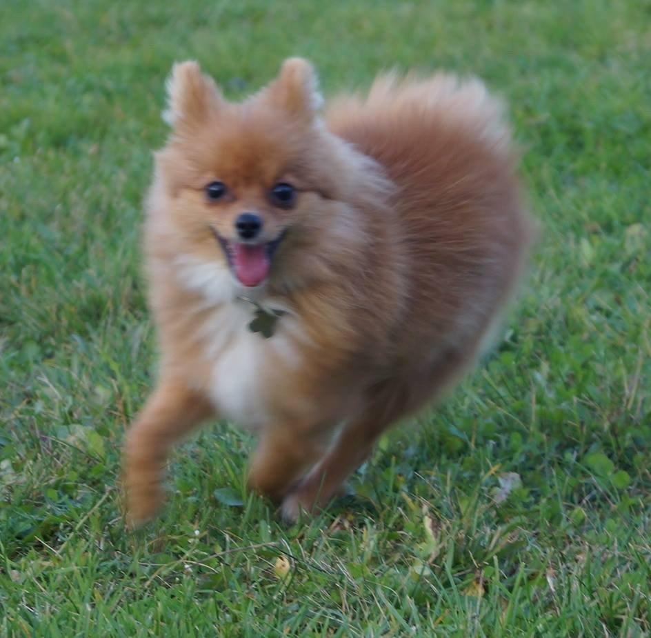 Pomeranian Ane's Alma billede 45