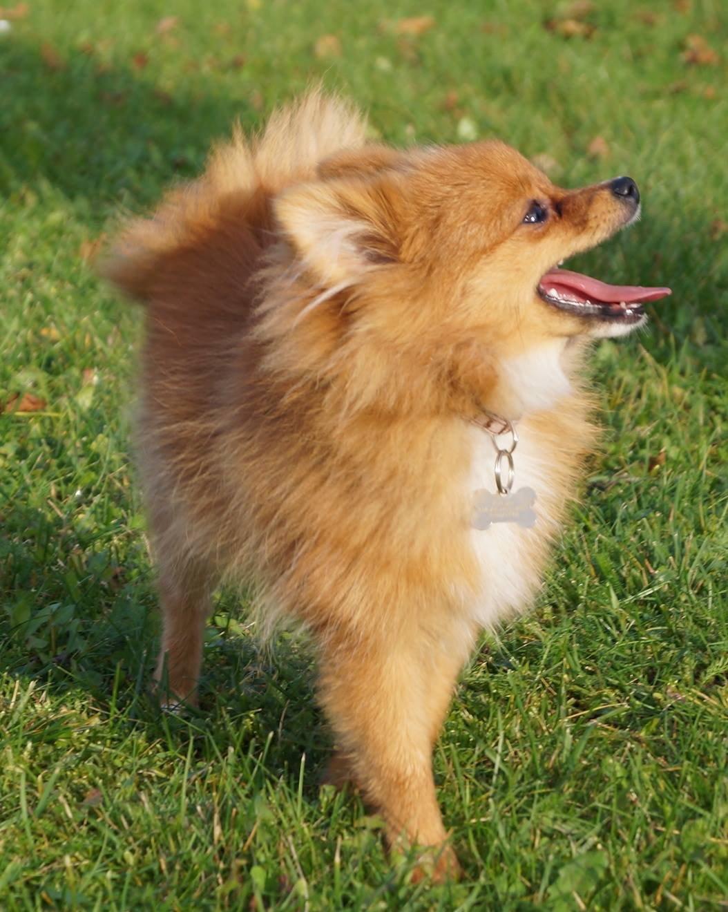 Pomeranian Ane's Alma billede 46