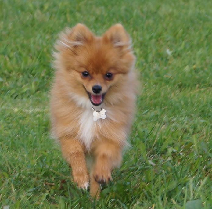 Pomeranian Ane's Alma billede 47