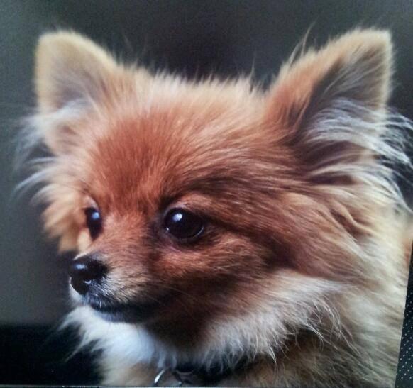 Pomeranian Ane's Alma billede 48
