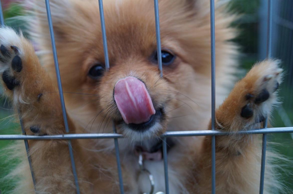 Pomeranian Ane's Alma billede 49