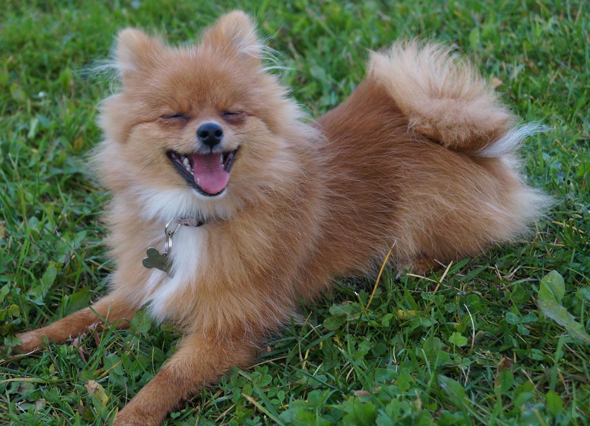 Pomeranian Ane's Alma billede 50