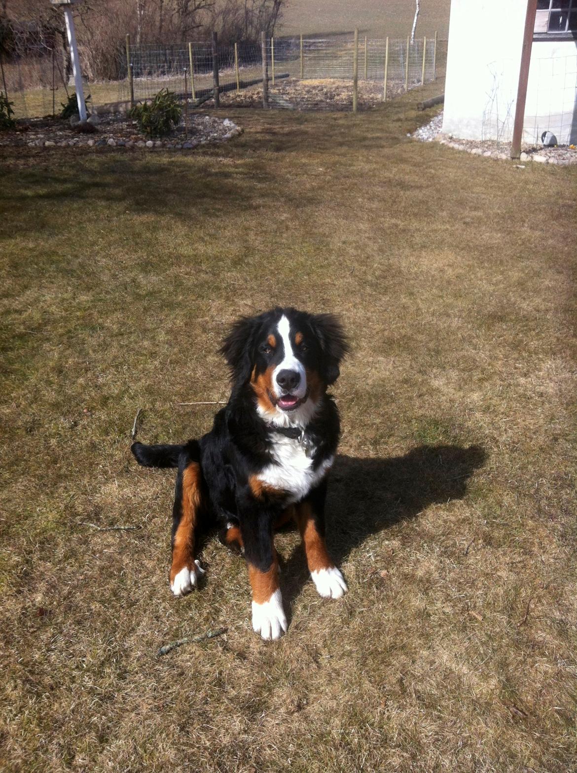 Berner sennenhund Hansennens Raventos billede 14