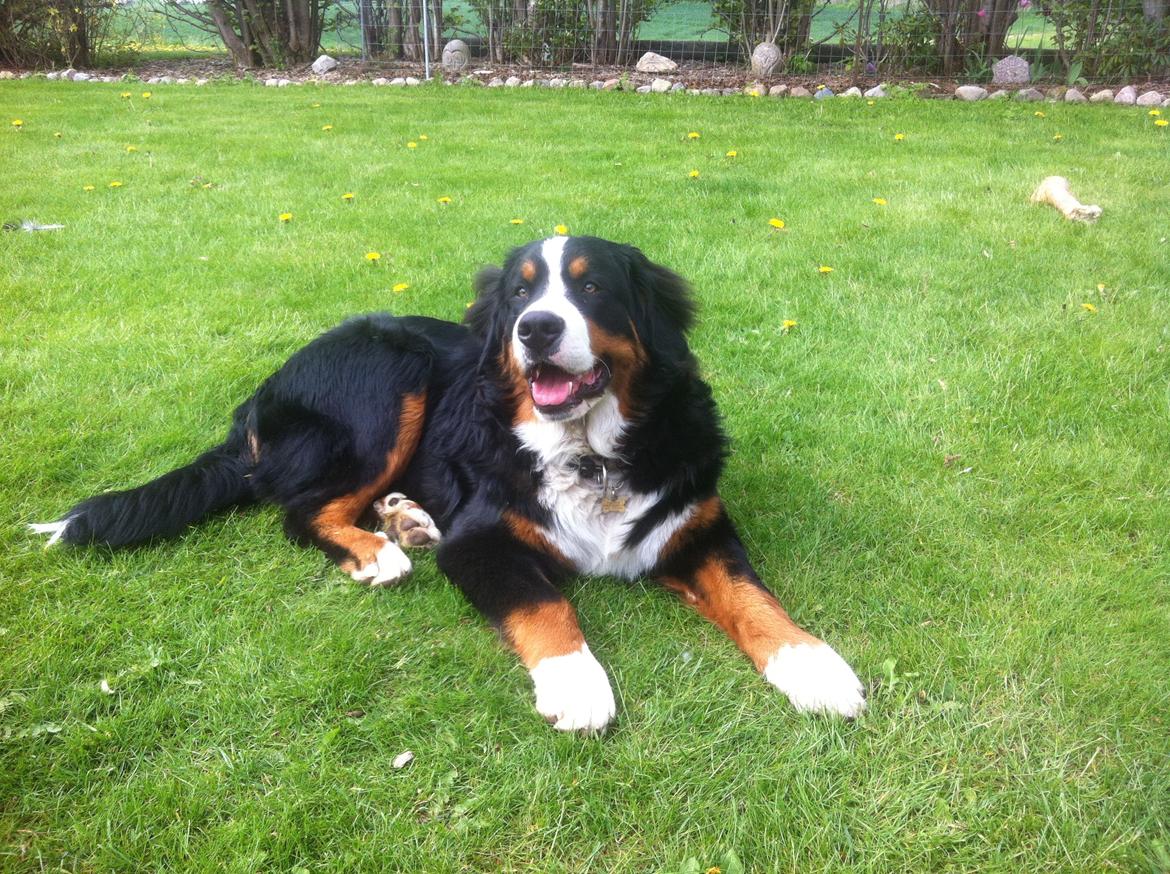 Berner sennenhund Hansennens Raventos billede 15
