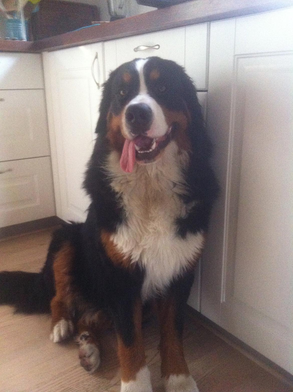 Berner sennenhund Hansennens Raventos - HVad! jeg laver da ikke ballade billede 16