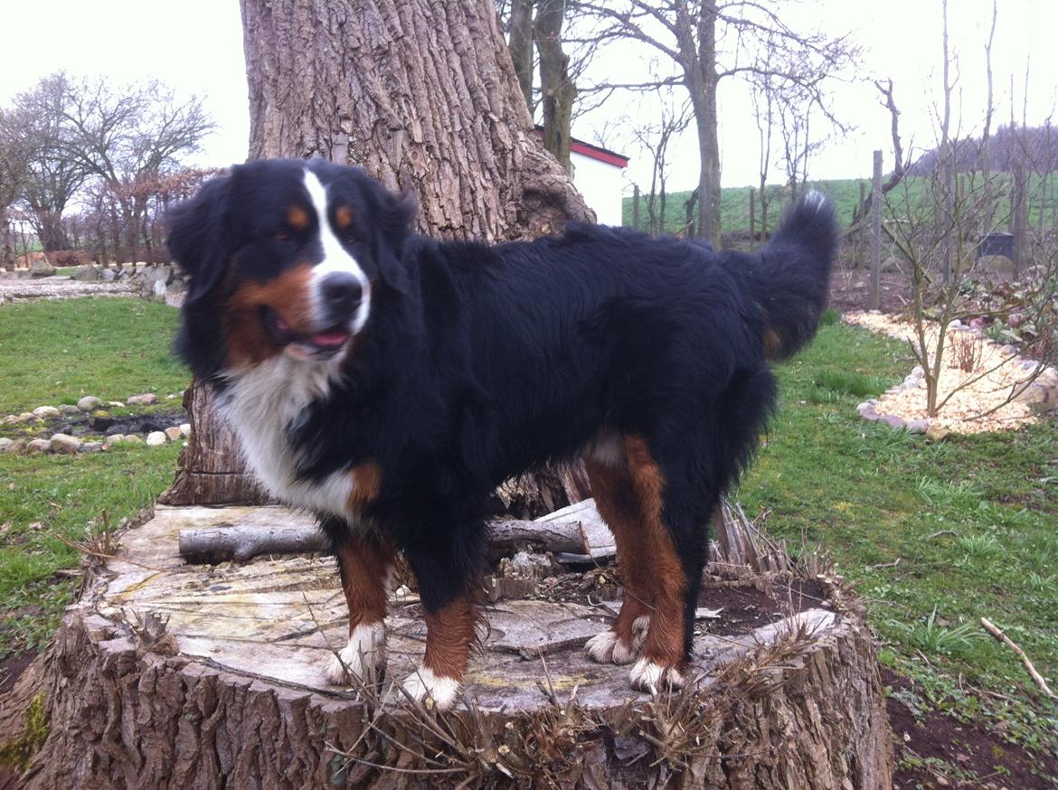 Berner sennenhund Hansennens Raventos - vores lille bjergged billede 18