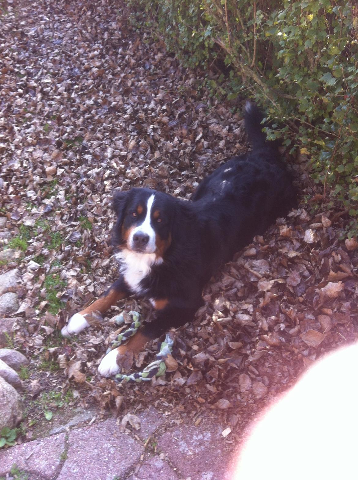 Berner sennenhund Hansennens Raventos - Nu 2 år billede 19