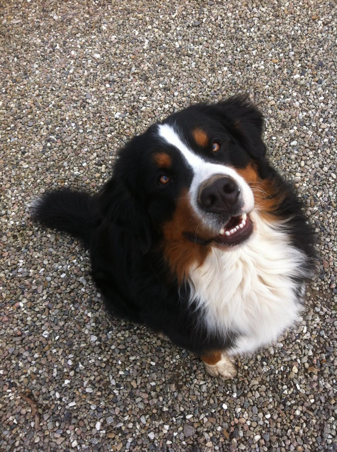 Berner sennenhund Hansennens Raventos - mmm kom med det kødben! billede 17