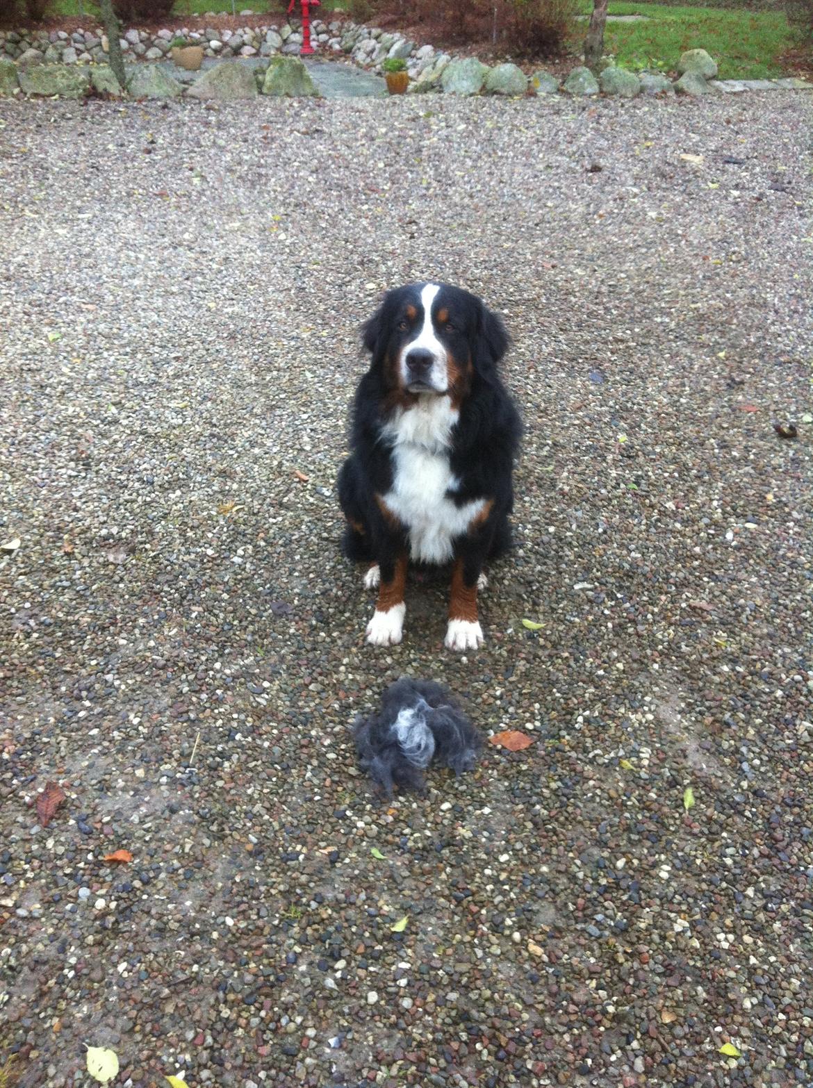 Berner sennenhund Hansennens Raventos - nu 2 år  billede 20