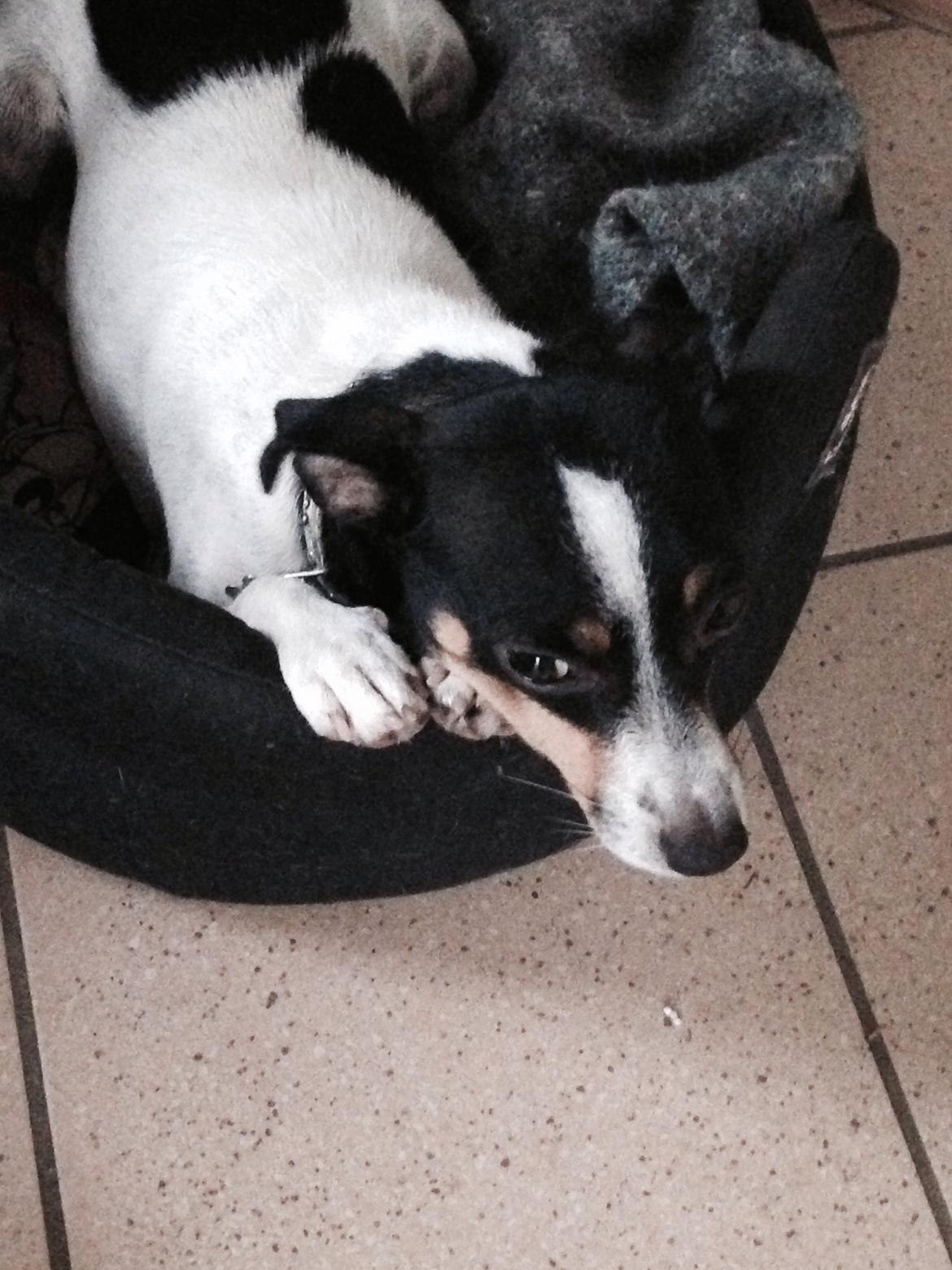 Dansk svensk gaardhund Bella billede 12