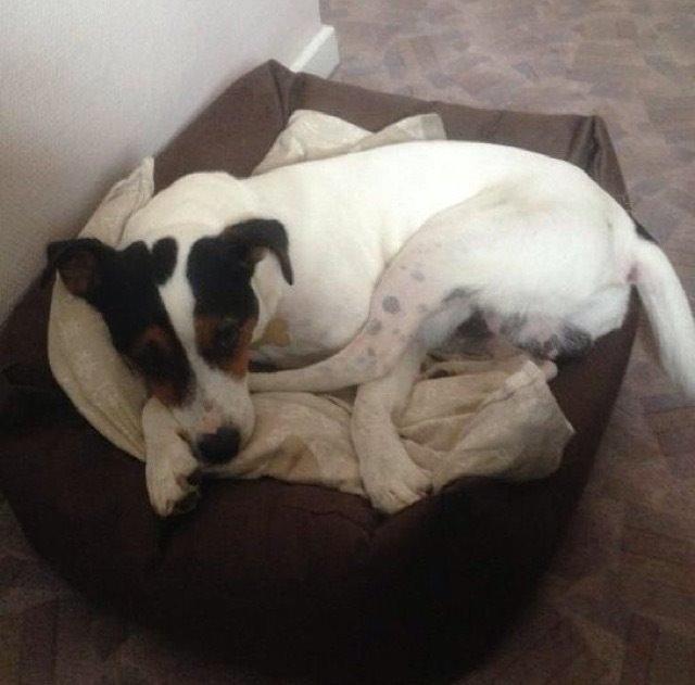 Dansk svensk gaardhund Plet billede 2