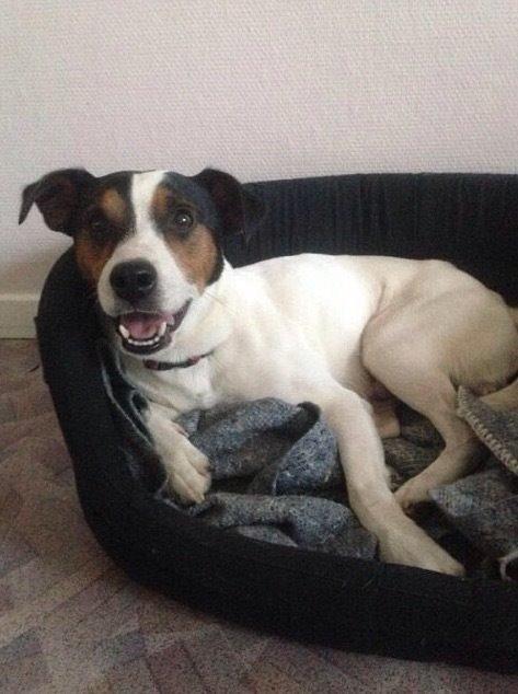 Dansk svensk gaardhund Plet billede 1