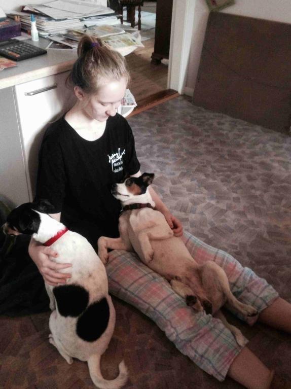 Dansk svensk gaardhund Plet billede 3