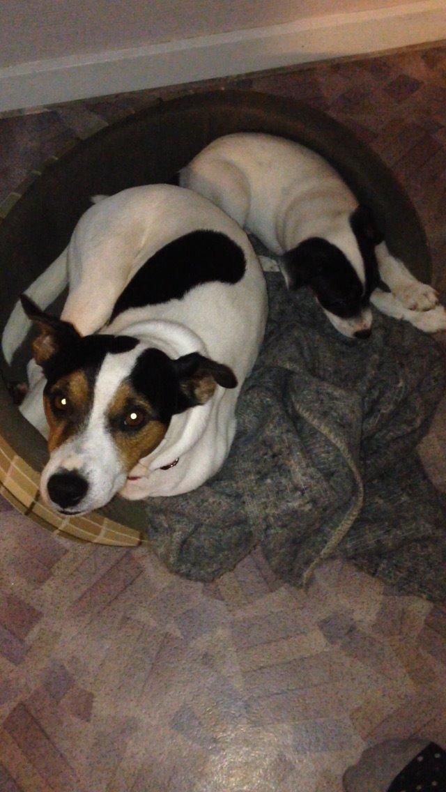 Dansk svensk gaardhund Plet billede 4