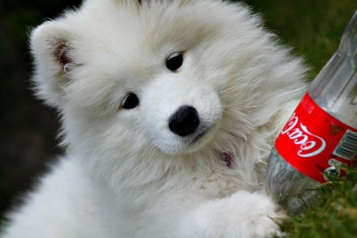 Samojedhund Nessie billede 1