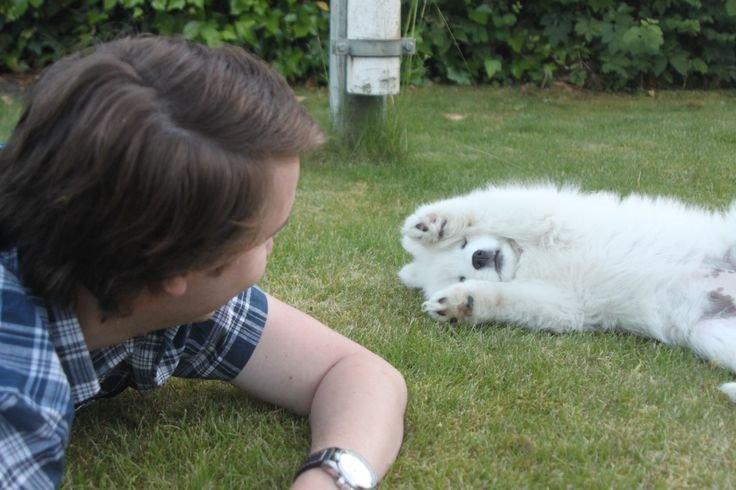 Samojedhund Nessie billede 3