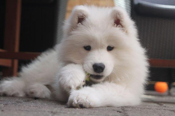 Samojedhund Nessie billede 4