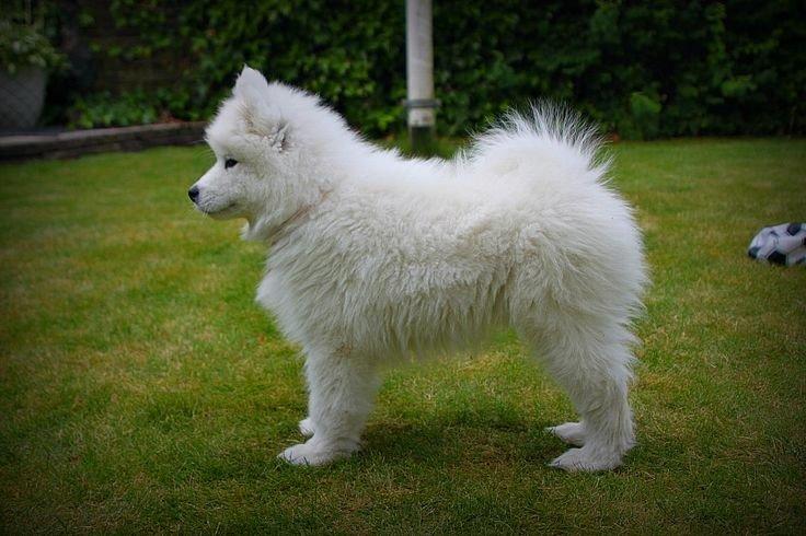 Samojedhund Nessie billede 5