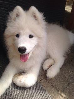 Samojedhund Nessie billede 6