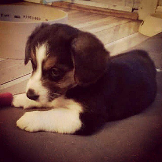 Welsh corgi cardigan Esther - 6½ uge gammel billede 8