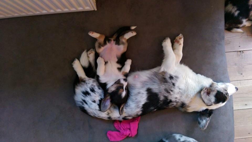 Welsh corgi cardigan Esther - Mor er den bedste hovedpude. billede 9