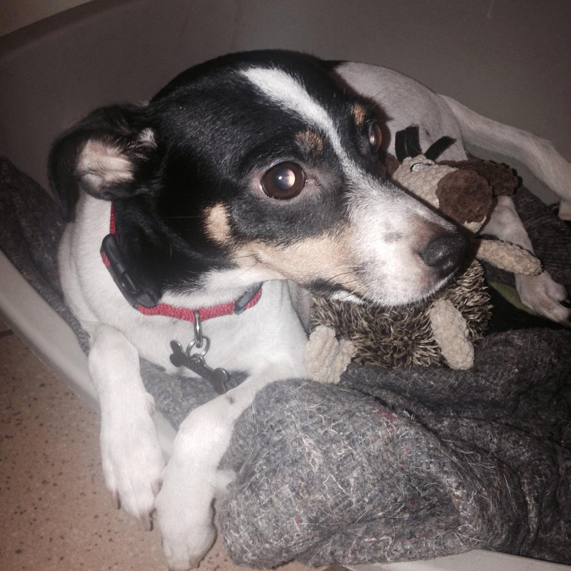 Dansk svensk gaardhund Bella billede 3