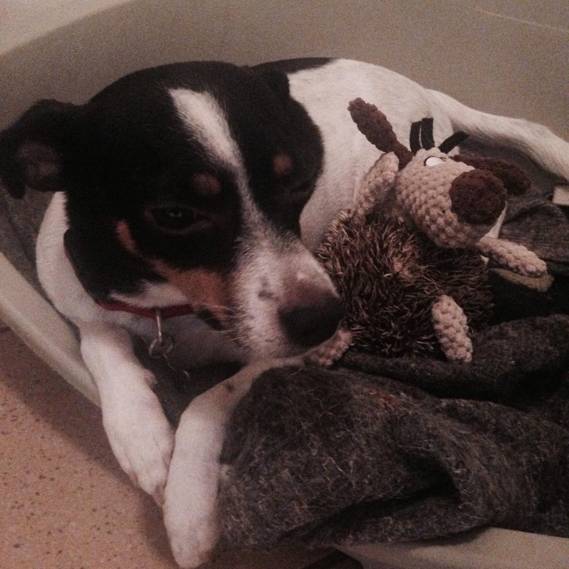 Dansk svensk gaardhund Bella billede 13